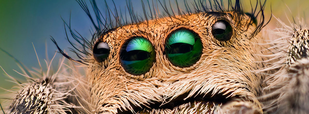 Eyes of a Female Jumping Spider - Phidippus regius - Florida (8177287529) by Thomas Shahan from USA - Eyes of a Female Jumping Spider - Phidippus regius - FloridaUploaded by ComputerHotline. Licensed under Creative Commons Attribution 2.0 via Wikimedia Commons - http://commons.wikimedia.org/wiki/File:Eyes_of_a_Female_Jumping_Spider_-_Phidippus_regius_-_Florida_(8177287529).jpg#mediaviewer/File:Eyes_of_a_Female_Jumping_Spider_-_Phidippus_regius_-_Florida_(8177287529).jpg