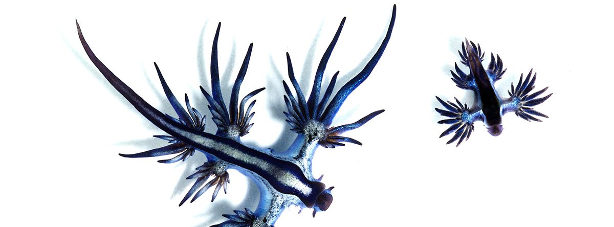 Glaucus atlanticus 1 by Taro Taylor from Sydney, Australia - Flickr. Licensed under Creative Commons Attribution 2.0 via Wikimedia Commons - http://commons.wikimedia.org/wiki/File:Glaucus_atlanticus_1.jpg#mediaviewer/File:Glaucus_atlanticus_1.jpg