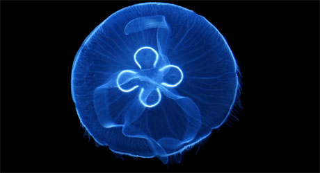A Moon Jelly